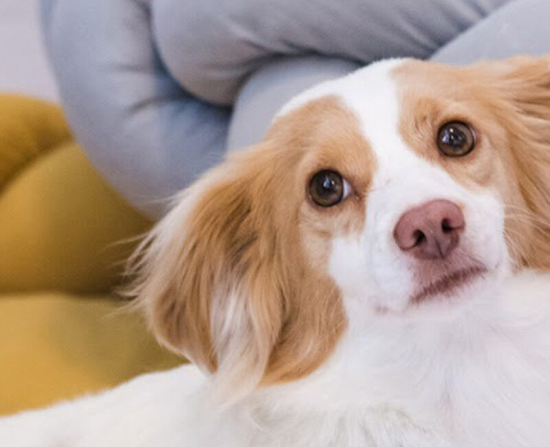 Dog is Dog - О нас