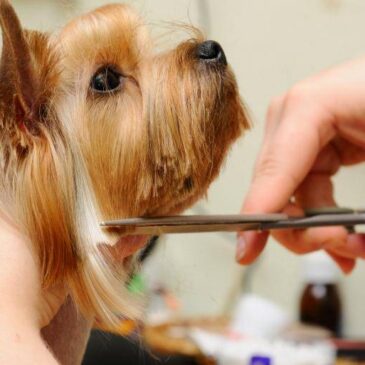 Dog is Dog