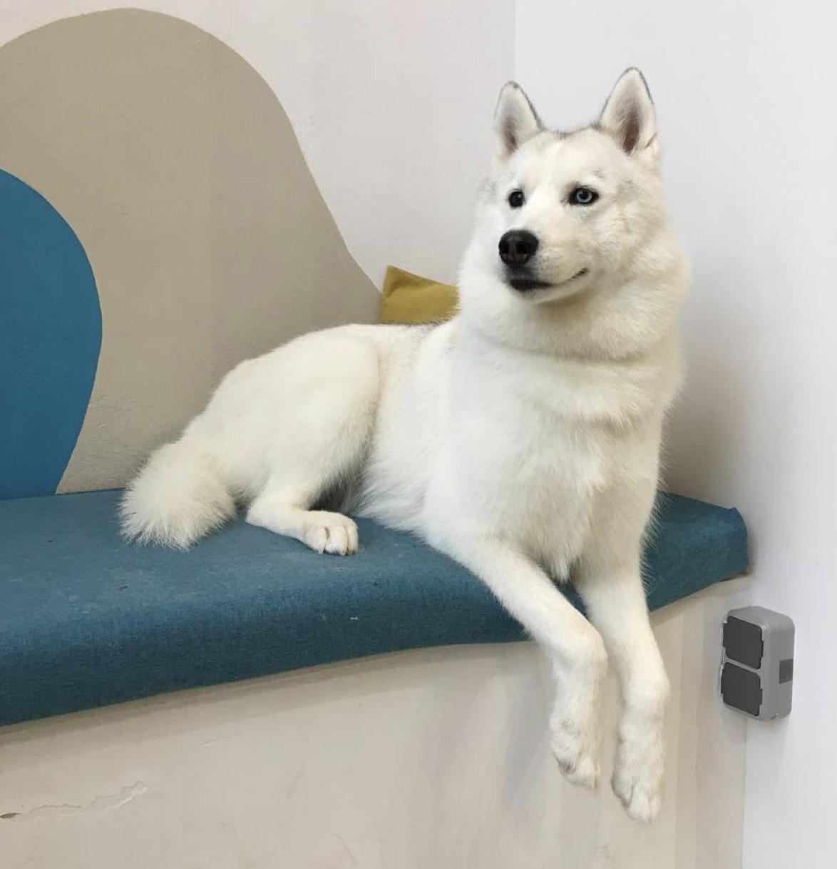 Хаски – груминг-студия Dog is Dog