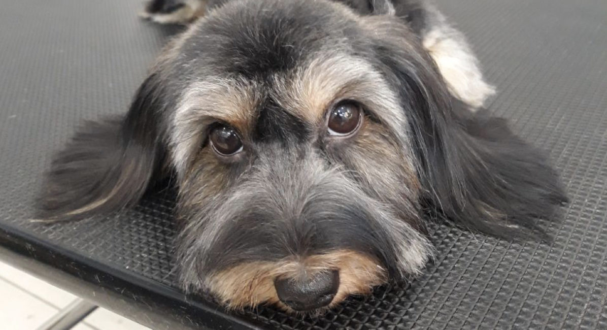 10% скидка* ко Дню Рождения питомца*