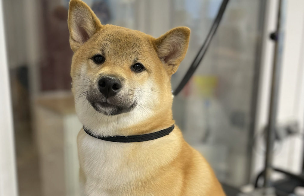 15% скидка* на комплексные услуги для щенков до 6 месяцев включительно